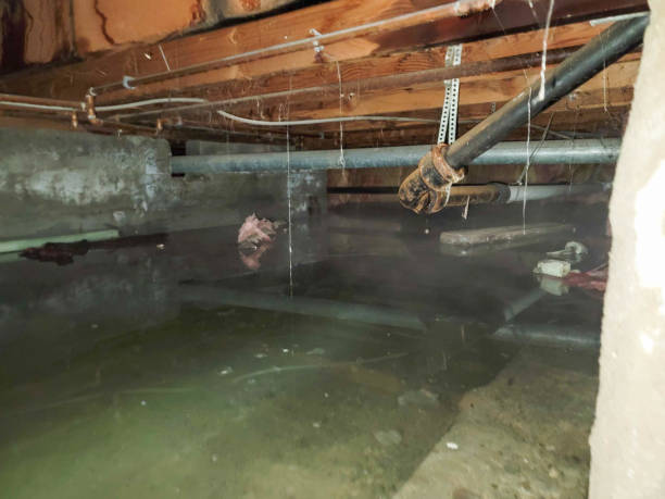 Best Carpet water damage restoration  in Van Meter, IA