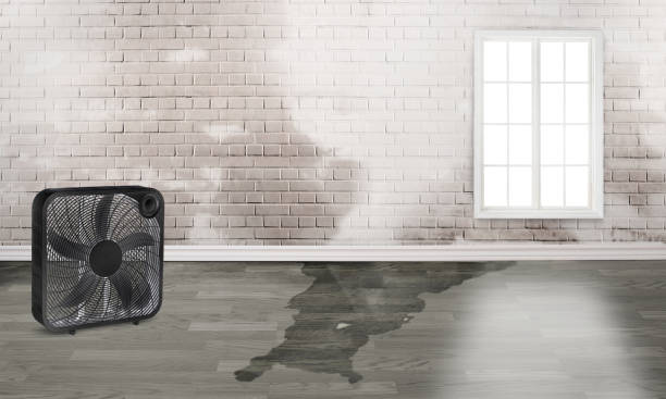 Best Water damage restoration near me  in Van Meter, IA